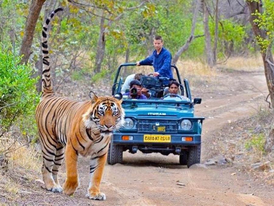 Day 3–4: Ranthambore National Park Wildlife Safari