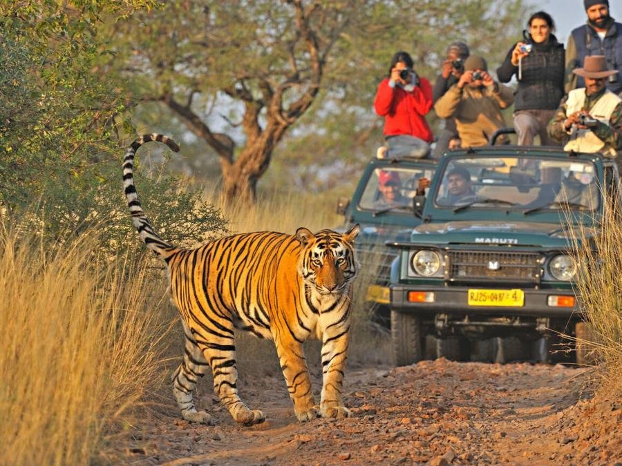 8 Days Golden Triangle Tour with Ranthambore Wildlife Safari