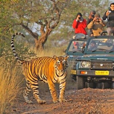 8 Days Golden Triangle Tour with Ranthambore Wildlife Safari